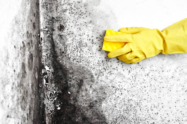 Forensic Mold Investigation in Gladstone, OR