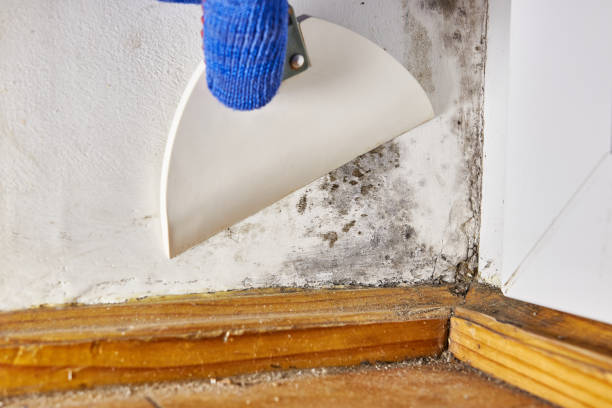 Best Mold Removal for HVAC Installations  in Gladstone, OR